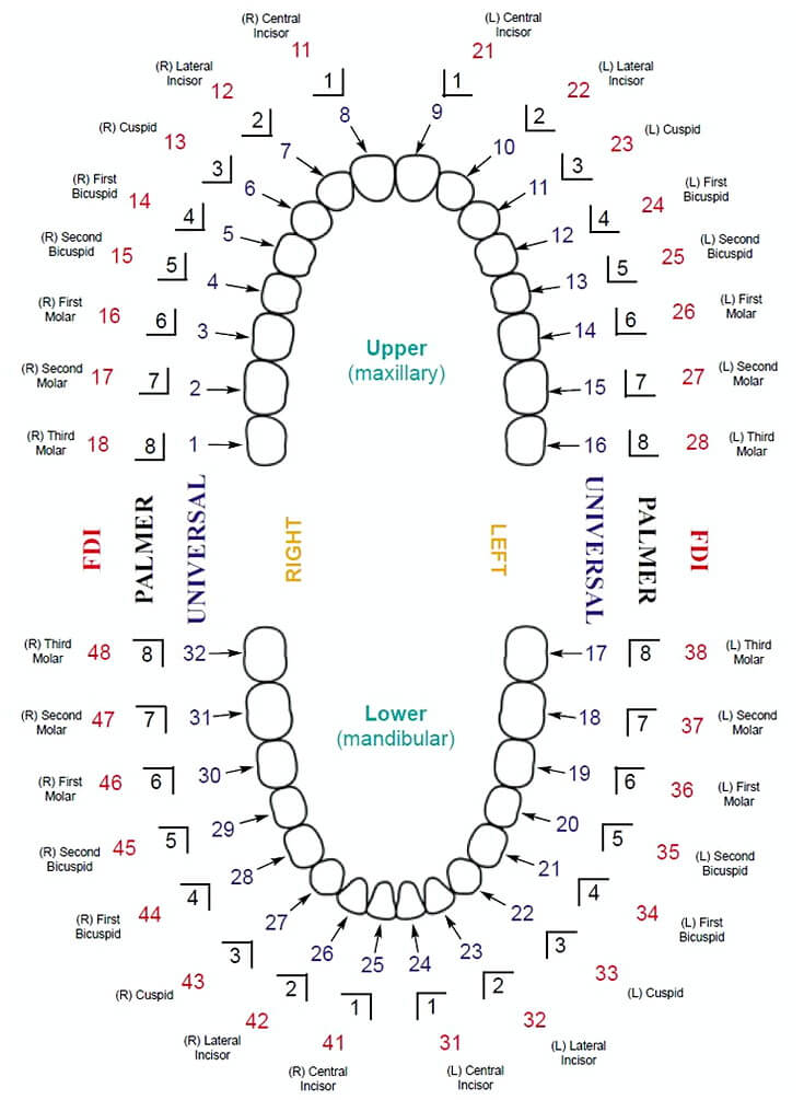 12 Free Download Best Printable Teeth Chart For Your Baby Mous Syusa