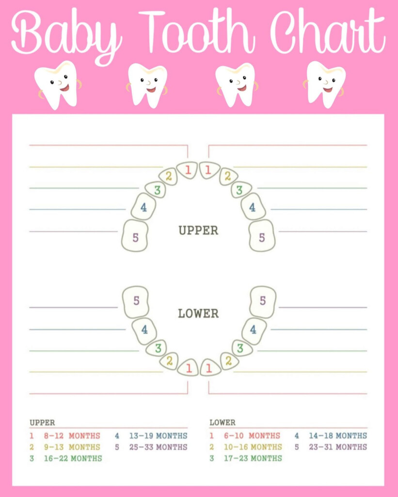 Free Printable Teeth Chart These 7 Totally Free Printable Tooth 