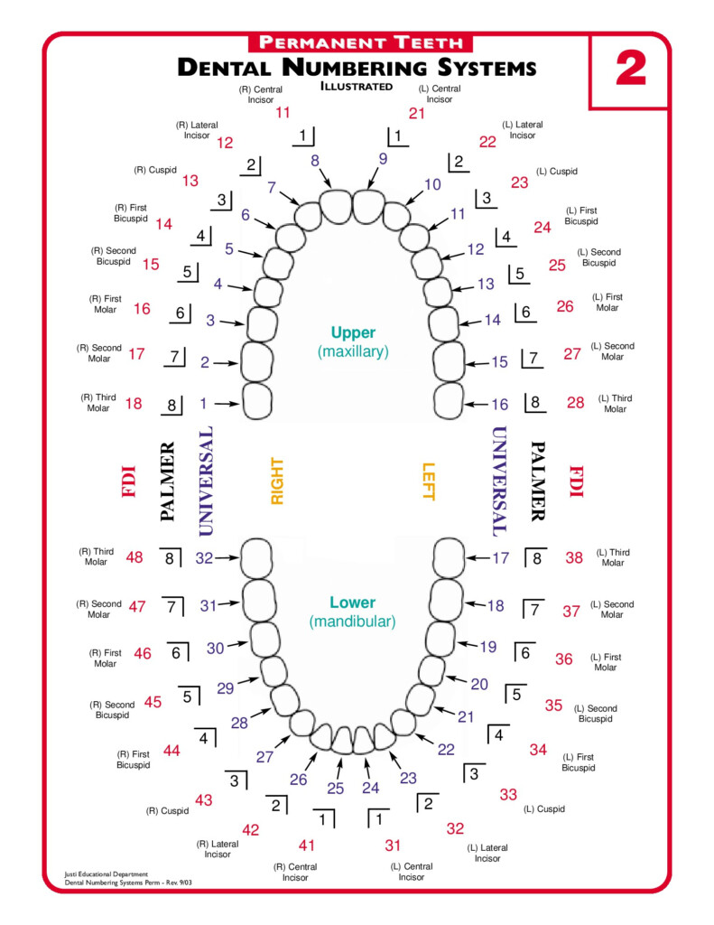 Free Printable Teeth Chart These 7 Totally Free Printable Tooth 