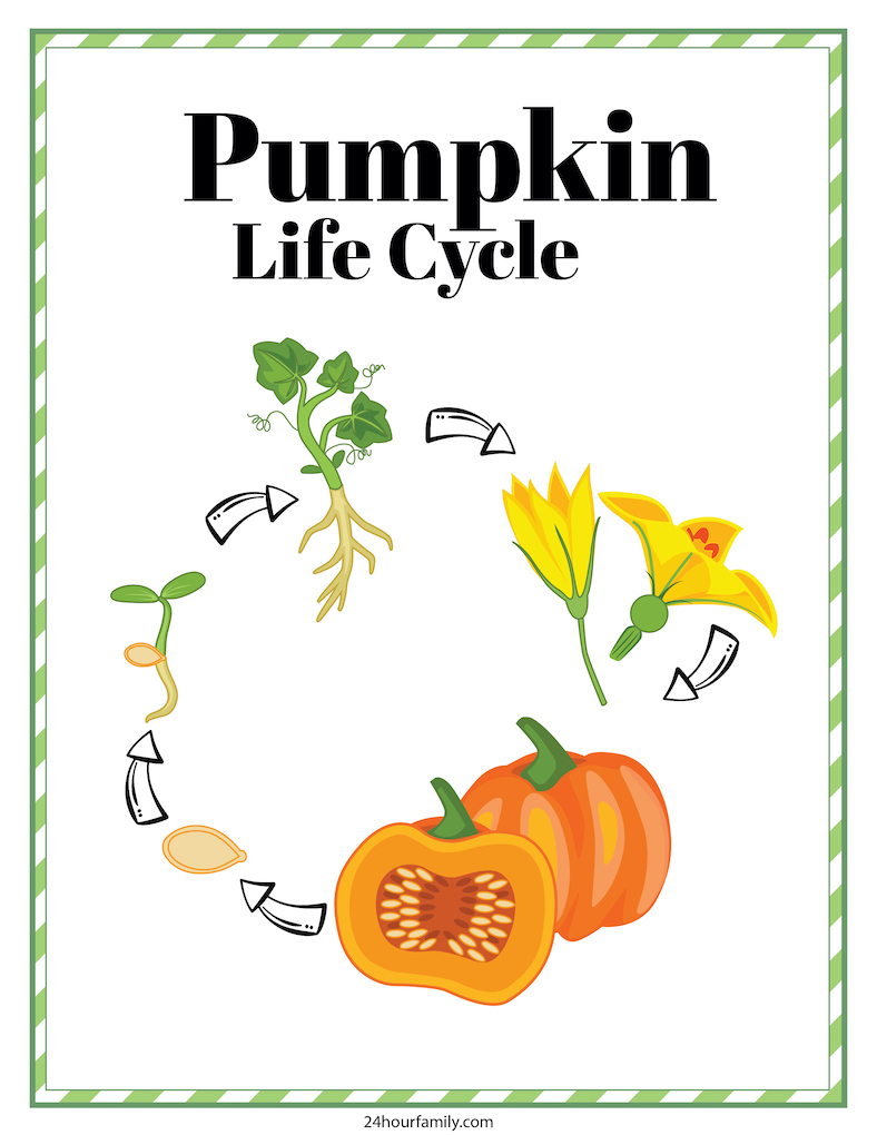 Free Pumpkin Life Cycle Printable Printable Calendars AT A GLANCE