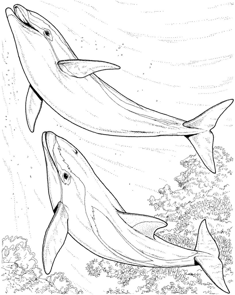 Printable Dolphin Coloring Pages